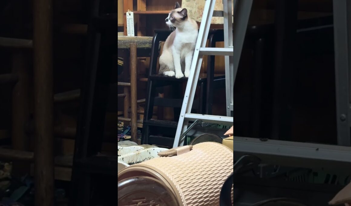 三脚で立ったポーズ。シャム猫のパンダくん
