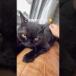 癒し胡ヨ #cat #猫のいる暮らし #猫好きさんと繋がりたい #にゃんグラム #猫のいる生活 #セルカークレックス #ブリティッシュショートヘア #ねこ