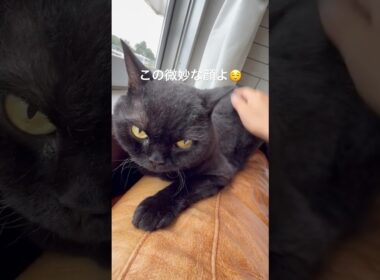 癒し胡ヨ #cat #猫のいる暮らし #猫好きさんと繋がりたい #にゃんグラム #猫のいる生活 #セルカークレックス #ブリティッシュショートヘア #ねこ
