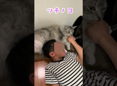 大型猫とまったりする時間。太っていると言ってスネられる#shorts