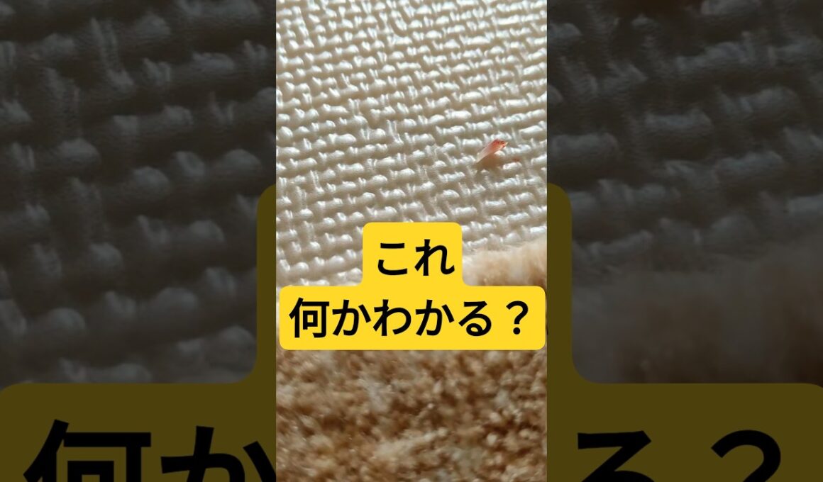 これ何かわかる？床に落ちていた小さな白いもの【シンガプーラ】