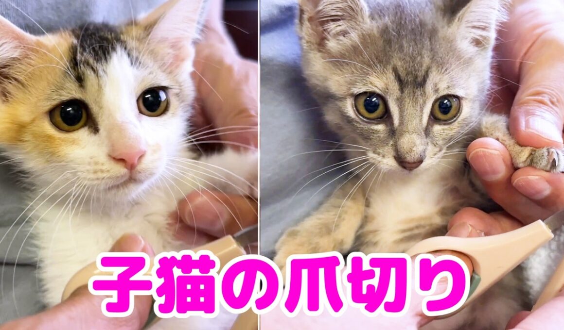 日々元気になる子猫たち。初めての爪切りをしました！