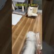 猫を100叩きしてみたら・・・#shorts #ペルシャ猫  #猫のいる暮らし#100叩き