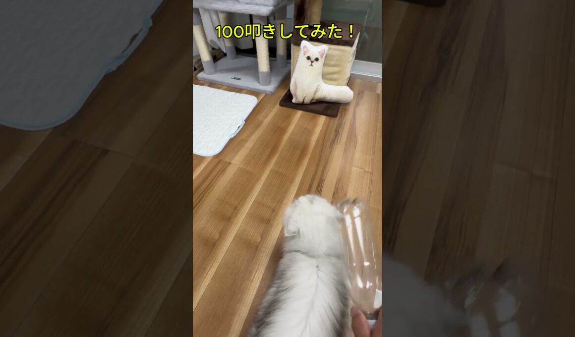 猫を100叩きしてみたら・・・#shorts #ペルシャ猫  #猫のいる暮らし#100叩き