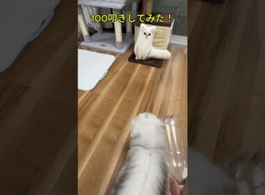 猫を100叩きしてみたら・・・#shorts #ペルシャ猫  #猫のいる暮らし#100叩き