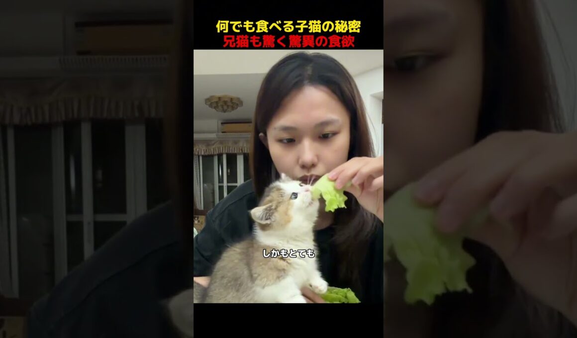 何でも食べる子猫の秘密、兄猫も驚く驚異の食欲！#shorts   #動物 #ペット