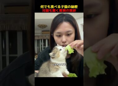 何でも食べる子猫の秘密、兄猫も驚く驚異の食欲！#shorts   #動物 #ペット