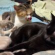 三毛猫ミックスに添い寝するシャム雫ちゃん。ミックスは、黒猫くーと、グルーミング