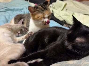 三毛猫ミックスに添い寝するシャム雫ちゃん。ミックスは、黒猫くーと、グルーミング