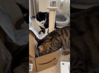 Cats Try to Assemble a Scratching Post (Confused) | 猫たちが爪とぎポストを組み立てた・猫の手を借りたシリーズ第三弾