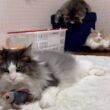 【自由気まま🩷】もふ猫たちは毎日、自由に過ごしていますwwwノルウェージャンフォレストキャットとターキッシュアンゴラ