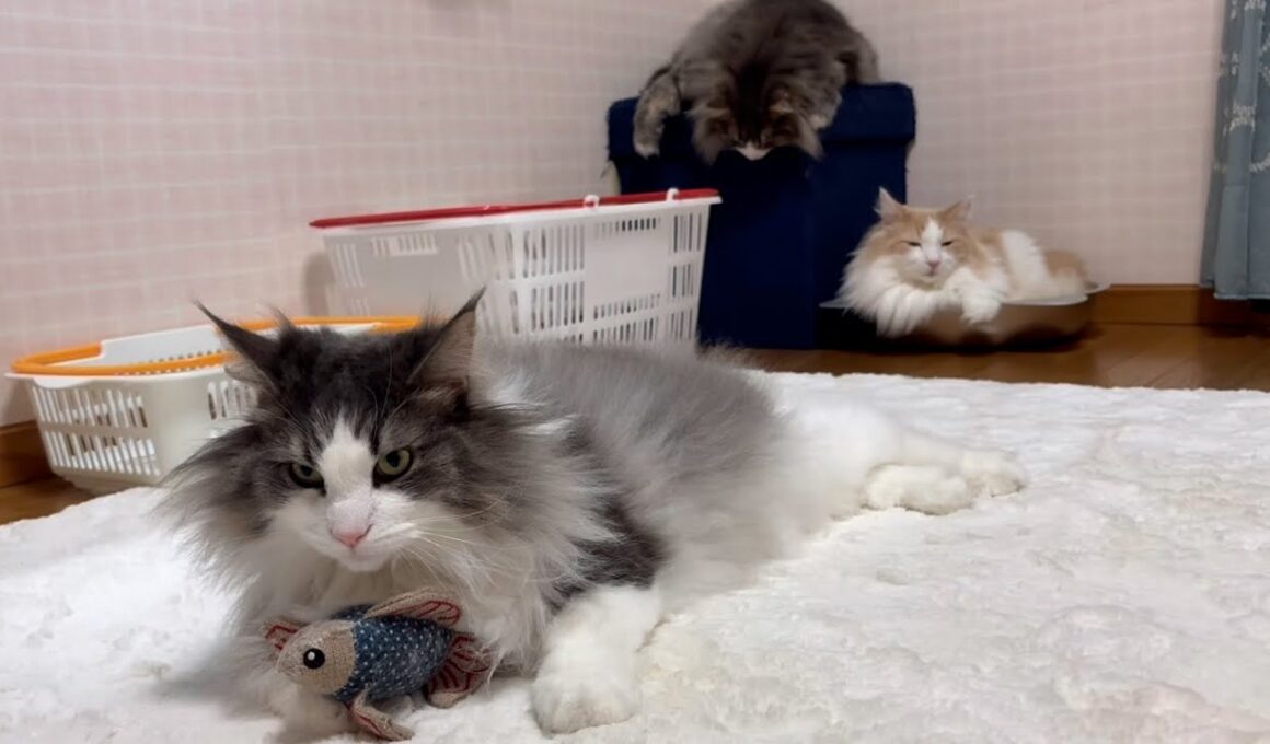 【自由気まま🩷】もふ猫たちは毎日、自由に過ごしていますwwwノルウェージャンフォレストキャットとターキッシュアンゴラ