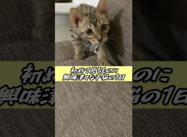 初めて見るものに興味津々な宇宙一かわいい子猫と飼い主の1日（子猫時代）#cat