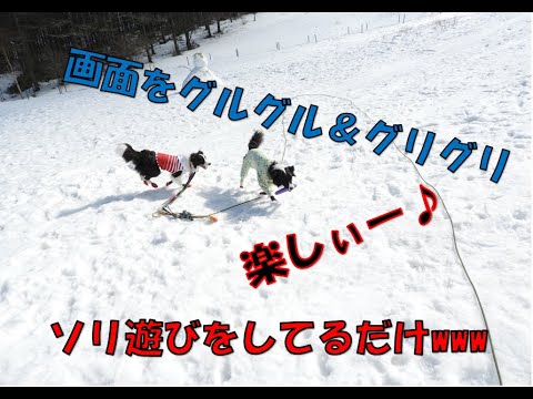 犬とスノーシュー　ただ犬たちとソリ遊びをしてるだけの３６０°動画♬＾＾