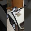 おしゃれな髪型の子猫のポポちゃん😺 #cat #好きな子猫 #kitten #gatto #猫のいる暮らし #エウレカねこ部  #保護猫 #子猫 #animals #pets #ねこ #kitty