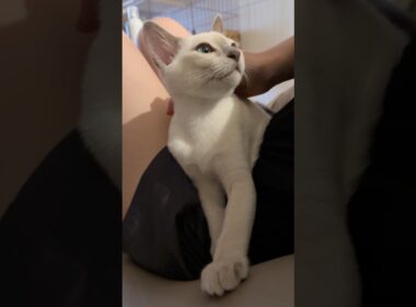 ゴロゴロ隊長は、容赦しない