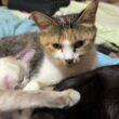 寄り添って眠る幸せな三毛猫ミックス、シャム雫、黒猫くー