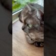【雨の日は嫌いにゃ】降ると雀ちゃんたちも野良ちゃんたちも来ないからつまんない😿顔つきが☀️の日と全然違うね#egyptianmaucat #窓辺の猫 #エジプシャンマウ #shorts