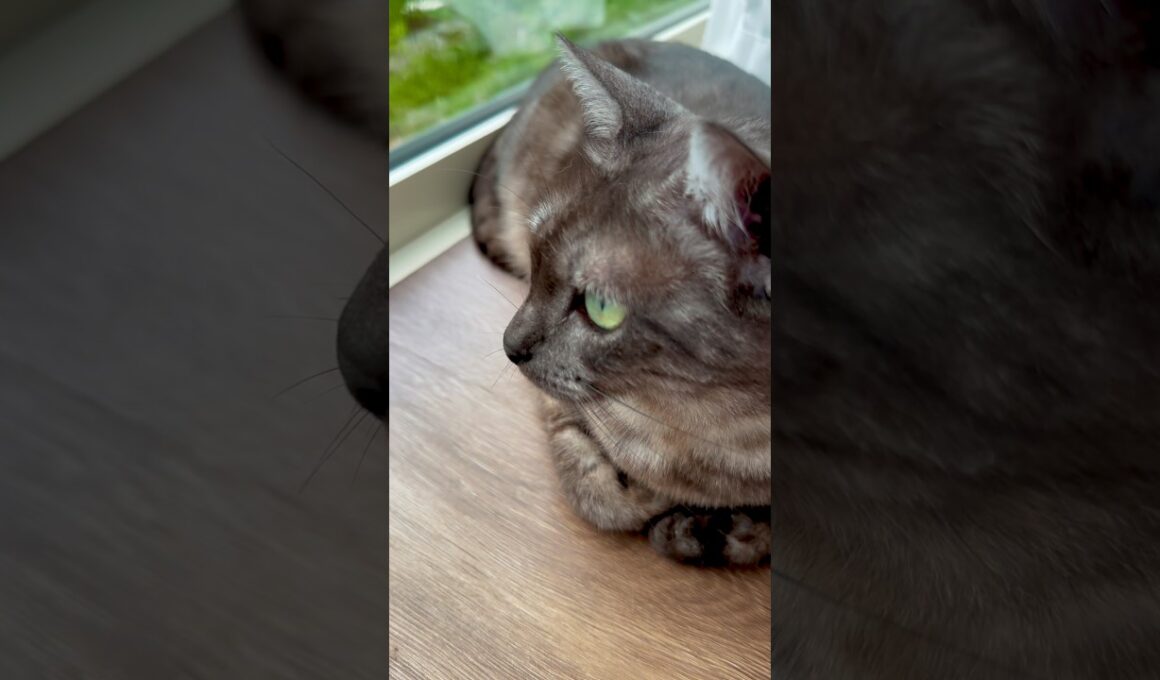 【雨の日は嫌いにゃ】降ると雀ちゃんたちも野良ちゃんたちも来ないからつまんない😿顔つきが☀️の日と全然違うね#egyptianmaucat #窓辺の猫 #エジプシャンマウ #shorts