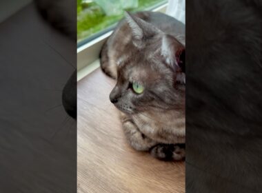 【雨の日は嫌いにゃ】降ると雀ちゃんたちも野良ちゃんたちも来ないからつまんない😿顔つきが☀️の日と全然違うね#egyptianmaucat #窓辺の猫 #エジプシャンマウ #shorts