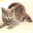 ブリティッシュショートヘアー子猫　British Shorthair　2026.4.10産まれ　ブルー男の子シーダキャット猫のお店＠ブリティッシュショートヘアー＠ブリティッシュロングヘアー
