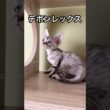 2026年5月22日誕生 #デボンレックス #devonrex #子猫 #こねこ #ブリーダー #キャッテリー #猫 #愛知県 #cat #kitten #shorts #德分巻毛猫 #short
