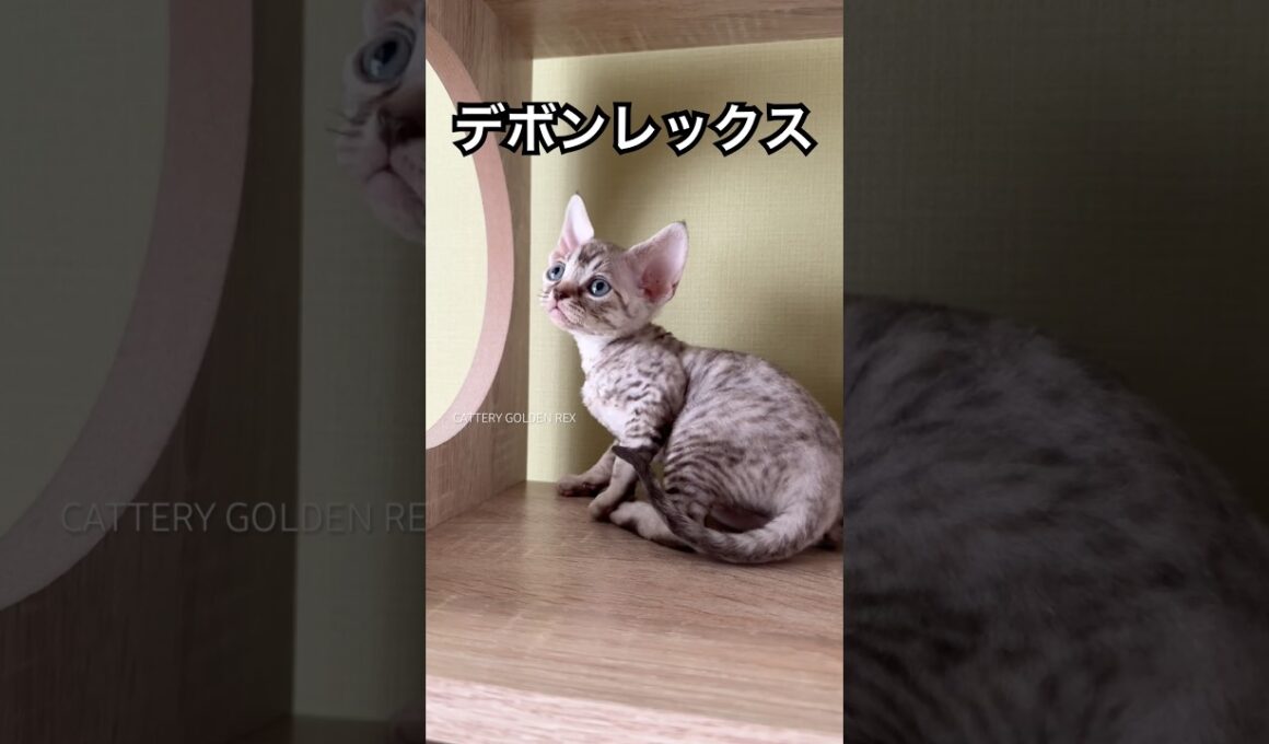 2026年5月22日誕生 #デボンレックス #devonrex #子猫 #こねこ #ブリーダー #キャッテリー #猫 #愛知県 #cat #kitten #shorts #德分巻毛猫 #short