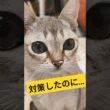 猫トイレ対策、これで完璧…のはずでした😂【シンガプーラ】