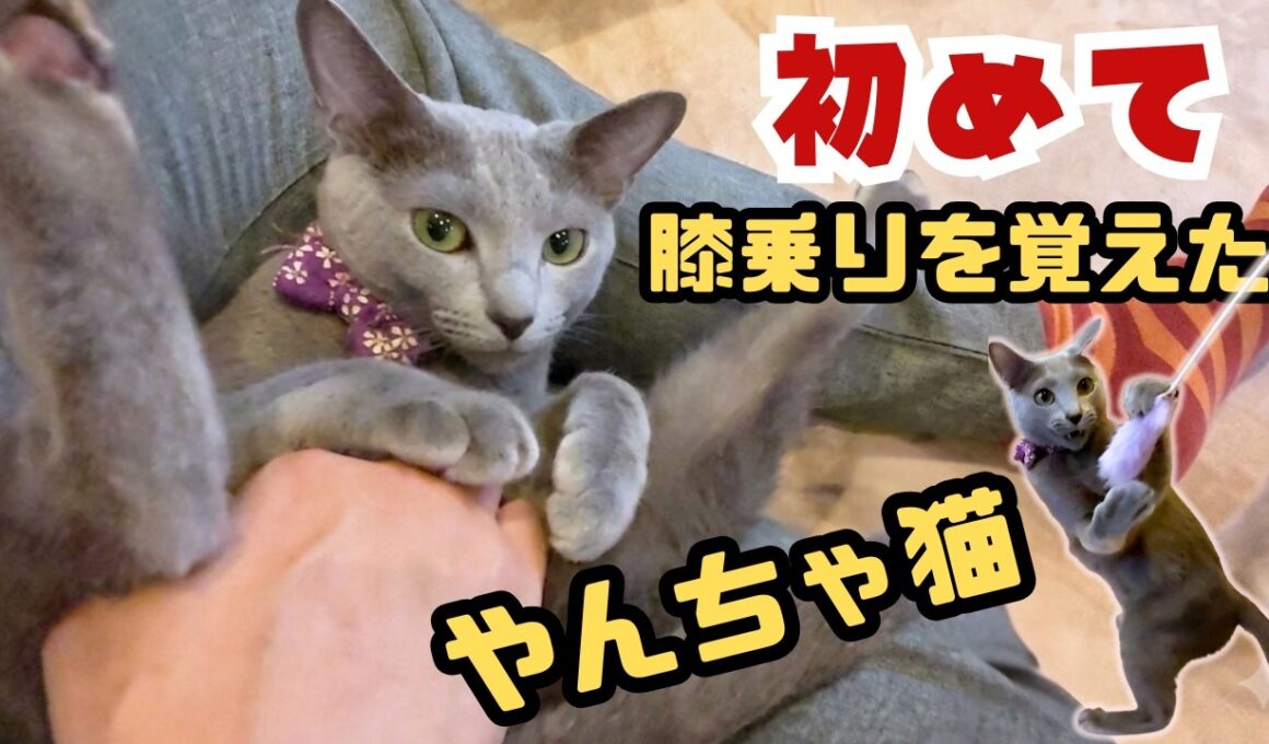 【ギャップ萌え】ブリーダー廃業から保護のヤンチャなロシアンブルーが初めての膝乗りでとろけちゃいました（保護猫カフェ森のねこ舎）淡路A Mischievous Cat's First Lap Sit