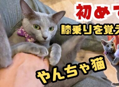 【ギャップ萌え】ブリーダー廃業から保護のヤンチャなロシアンブルーが初めての膝乗りでとろけちゃいました（保護猫カフェ森のねこ舎）淡路A Mischievous Cat's First Lap Sit