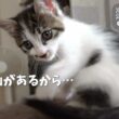 肩によじ登って落っこちそうになる子猫【保護子猫】