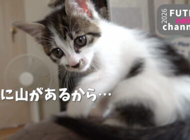 肩によじ登って落っこちそうになる子猫【保護子猫】