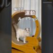 あんちゃん毎日の運動ルーティーン😆💕 #ラグドール #猫好きさんと繋がりたい #子ネコ #ねこのいる暮らし