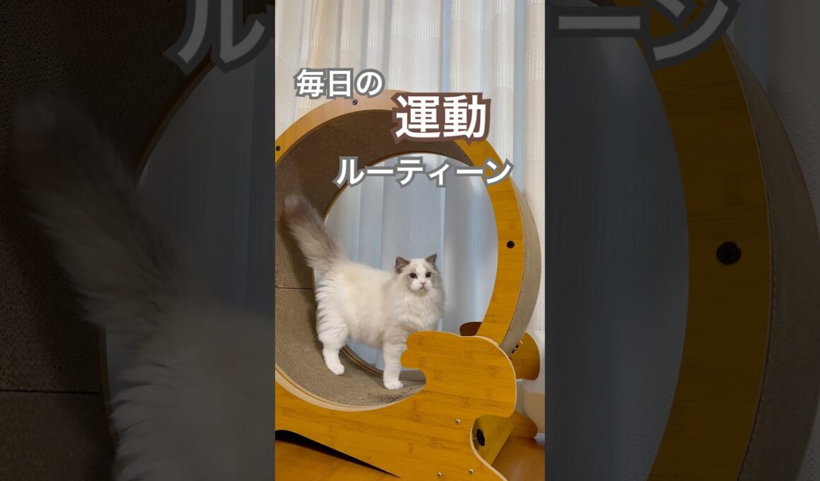 あんちゃん毎日の運動ルーティーン😆💕 #ラグドール #猫好きさんと繋がりたい #子ネコ #ねこのいる暮らし