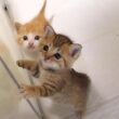 ご飯の準備に子猫のニャーニャー隊が気づいてしまう。食べた後はママに甘えて、仲良く眠りにつく茶っくんときーちゃんでした。【赤ちゃん猫　保護猫】