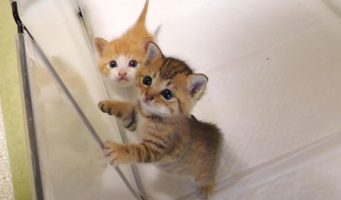 ご飯の準備に子猫のニャーニャー隊が気づいてしまう。食べた後はママに甘えて、仲良く眠りにつく茶っくんときーちゃんでした。【赤ちゃん猫　保護猫】