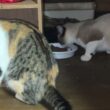 三毛猫ミックスは、ドライ。シャムのパンダは、ウェットでキラリ