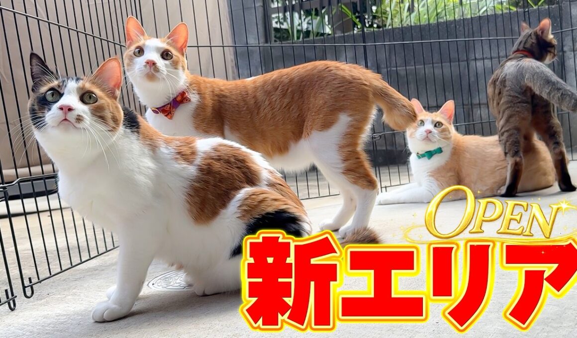 猫たちが外で遊べる”新エリア”を作ったんですが、熱すぎで猫たちが溶けてしまいました…。