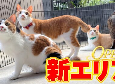 猫たちが外で遊べる”新エリア”を作ったんですが、熱すぎで猫たちが溶けてしまいました…。