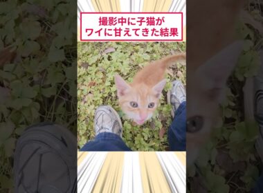 撮影中に子猫がワイに甘えてきた結果 #2ch動物スレ #猫動画 #猫のいる暮らし