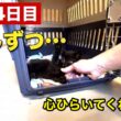 保護した子猫、人馴れ訓練3〜4日目。少しずつ心を開いてきたかな。
