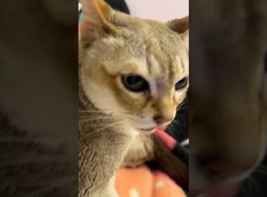 たぬき猫をペロペロしつつ、こっそり猫吸いしているシンガプーラなのにゃ♪ #cat #シンガプーラ #トンキニーズ#たぬき猫#singapura#tonkinese