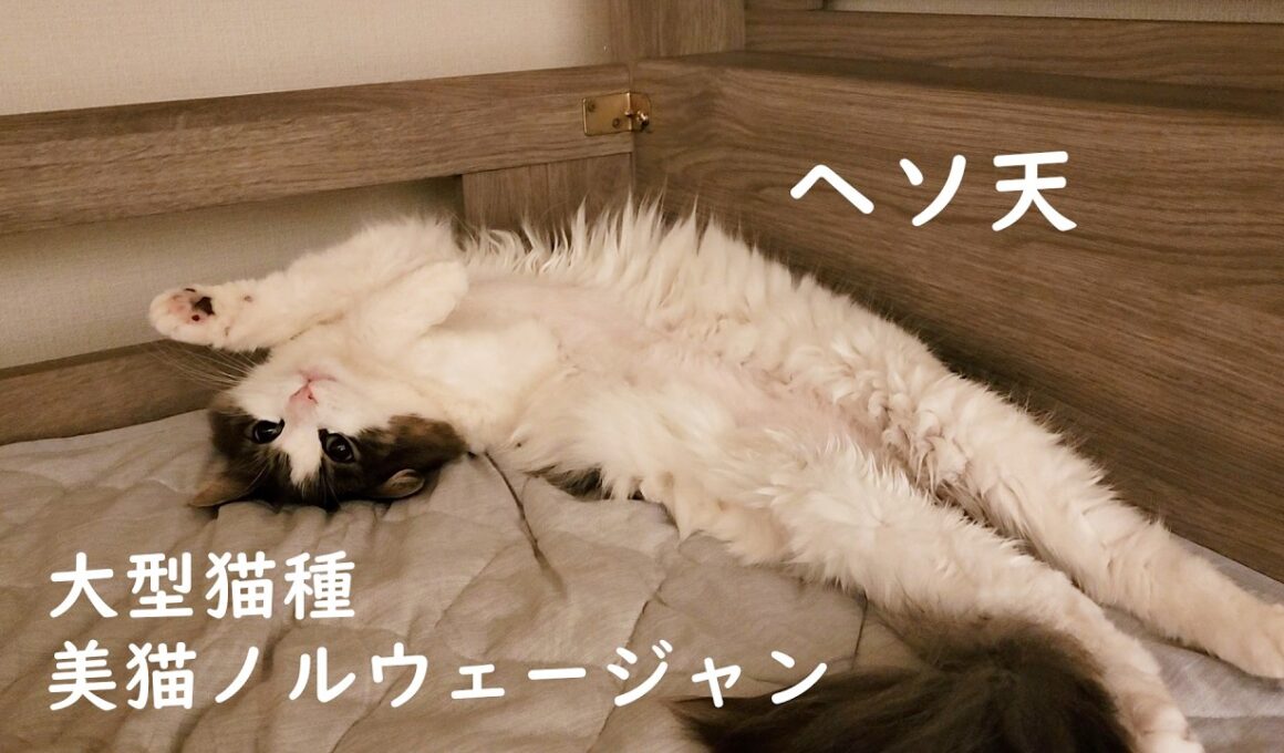 【癒し】オヤスミ前の激かわルーティン☆へそ天するノルウェージャンフォレストキャット