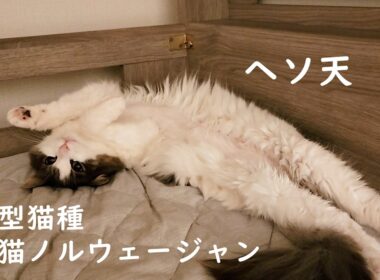 【癒し】オヤスミ前の激かわルーティン☆へそ天するノルウェージャンフォレストキャット