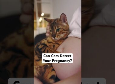 Can Cats Detect Your Pregnancy?