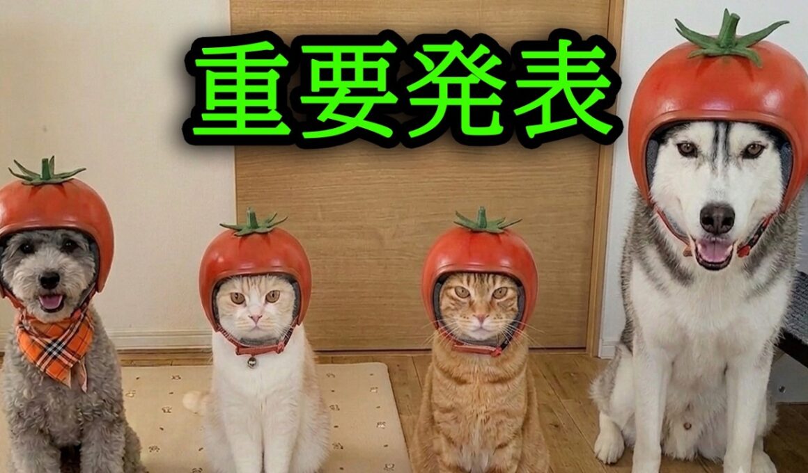 皆さまに重要発表があります...