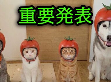 皆さまに重要発表があります...
