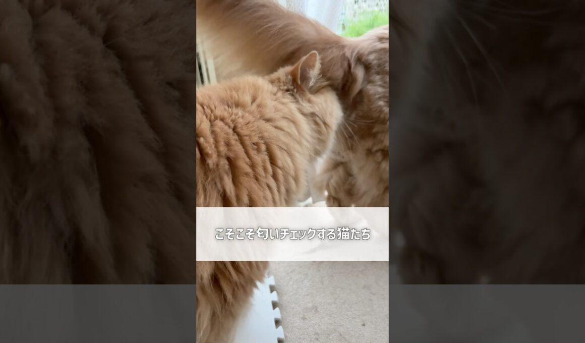 うちの猫たちは何をしてるの…【サイベリアン・ずんだ・小倉】 #shorts #サイベリアン #猫 #お尻