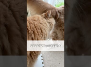 うちの猫たちは何をしてるの…【サイベリアン・ずんだ・小倉】 #shorts #サイベリアン #猫 #お尻
