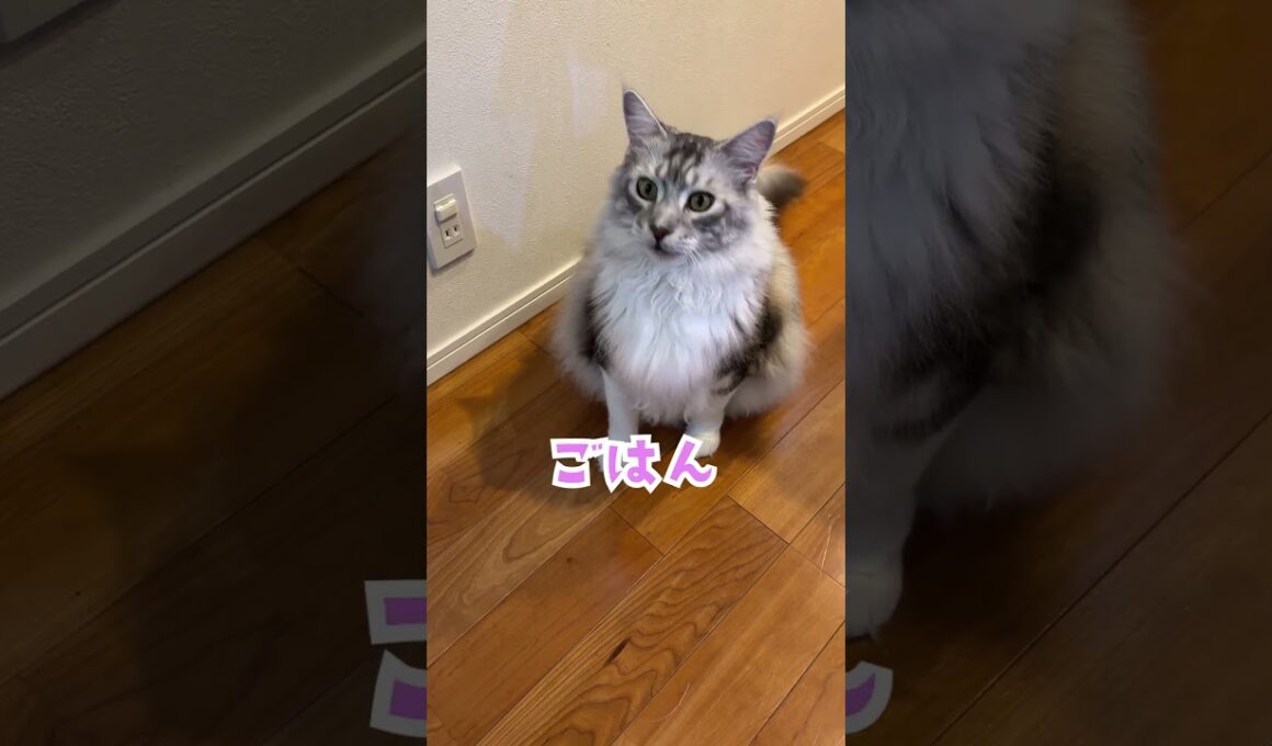 「ごはん」と言いながらご飯を催促する大型猫の鳴き声#shorts